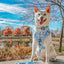 Dog Adjustable Harness - Hello Kitty® & Friends In the Sky