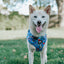 Dog Adjustable Harness - The Powerpuff Girls™ (Blue)