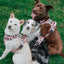 Dog Collar - National Bark