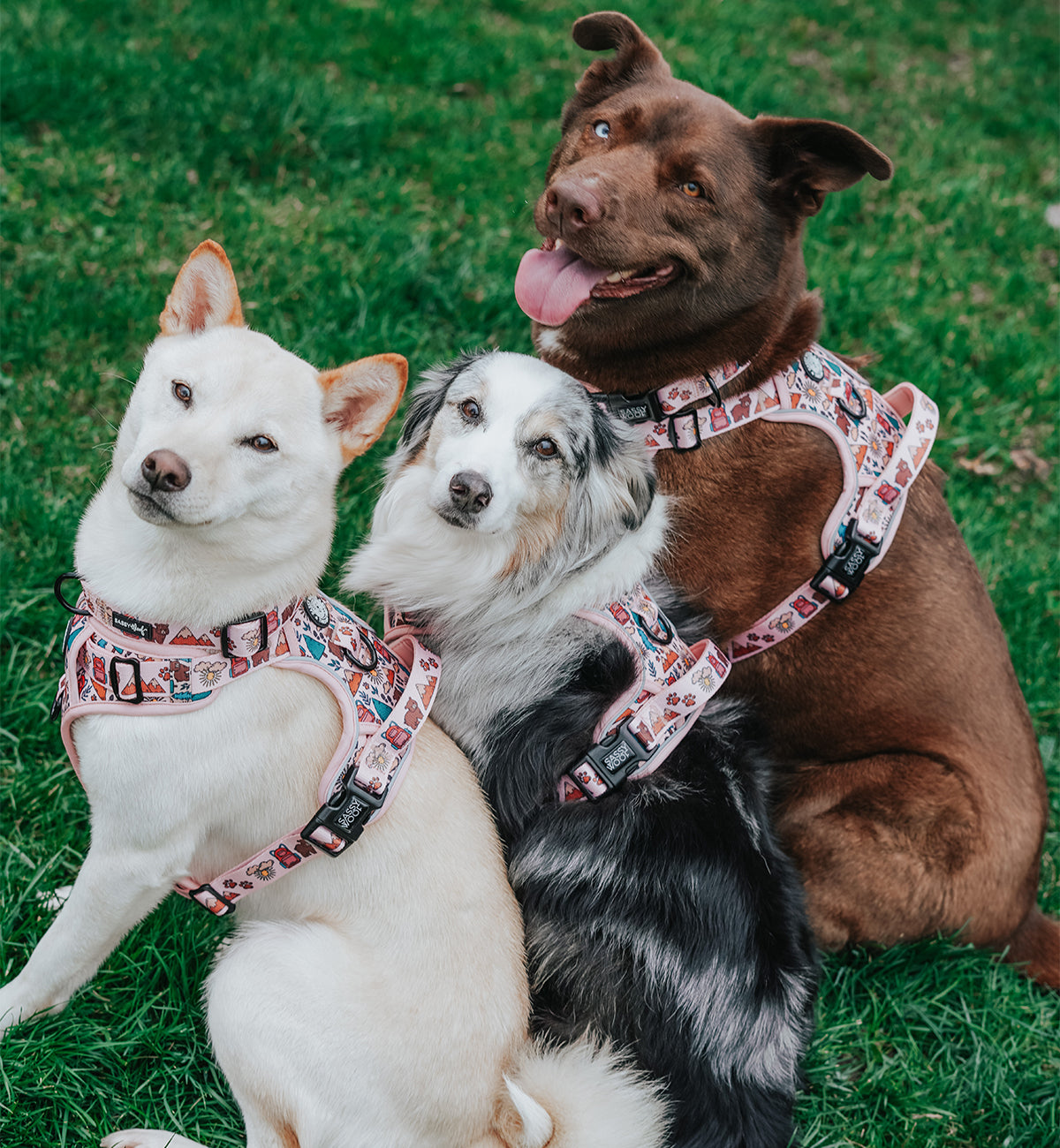 Dog Collar - National Bark