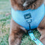 Dog Leash - Might as Whale