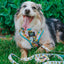 Dog Adjustable Harness - SpongeBob SquarePants™ Bikini Bottom