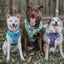 Dog Adjustable Harness - Mojo Jojo™