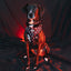 Dog Adjustable Harness - STAR WARS™ The Dark Side