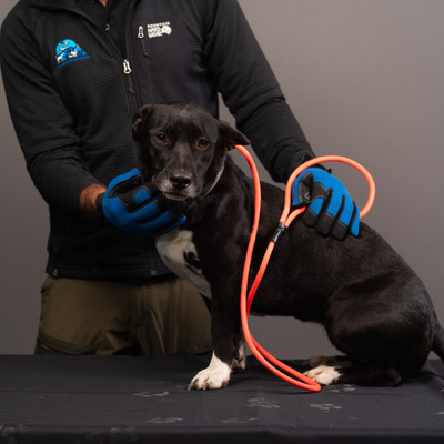 Rope Slip Leash - Medium