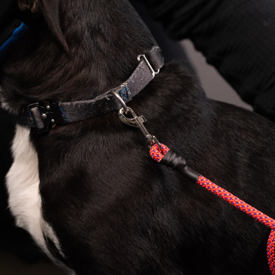 Essential Rope Dog Leash - Small