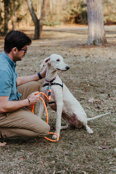 Essential Rope Dog Leash - Large