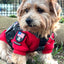 MINI AMERICAN DOG & CROSSBONES SHIELD Morale Patch