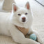 Fur Elise So Fetch! Tennis Ball - Cloud