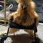 Smaller Chicken Wheelchair