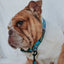 Dog Collar - SpongeBob SquarePants™ Jelly Fishin'