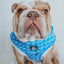 Dog Adjustable Harness - KEN™