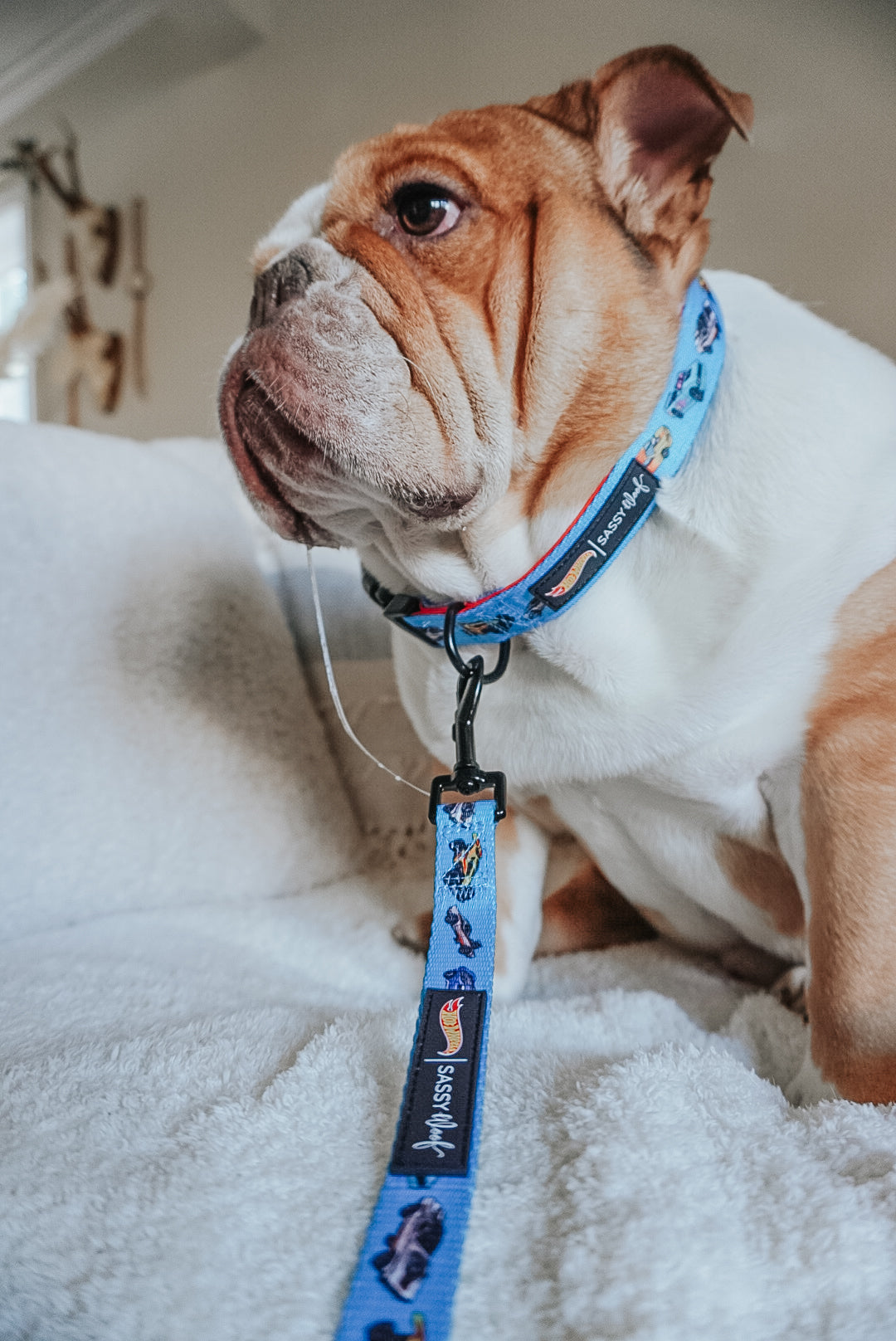 Dog Collar - Hot Wheels™