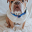 Dog Collar - Blue's Clues™