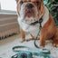 Dog Collar - Sage