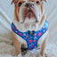 Dog Adjustable Harness - Blue's Clues™