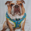 Dog Adjustable Harness - SpongeBob SquarePants™ Jelly Fishin'