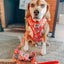 Dog Collar - Hello Kitty® Red Classic