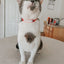 Cat Collar - Hello Kitty® Red Classic
