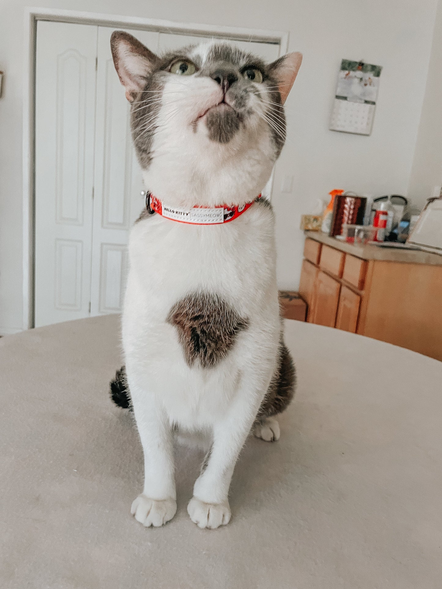 Cat Collar - Hello Kitty® Red Classic