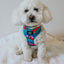 Dog Adjustable Harness - SpongeBob SquarePants™ and Friends