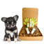 4-FURRY DOGS *SENSITIVE GROOMING KIT
