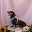 Blue - Comfort Dog Harness