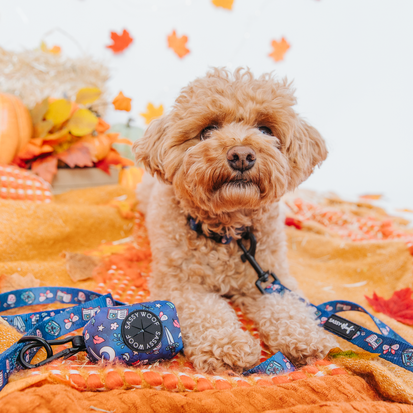 Dog Collar - Spellbound