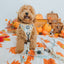 Dog Leash - Sunflower Dreams
