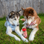 Treat Topper Beef Dog Food Topper | Powdered Meal Topper for Pets