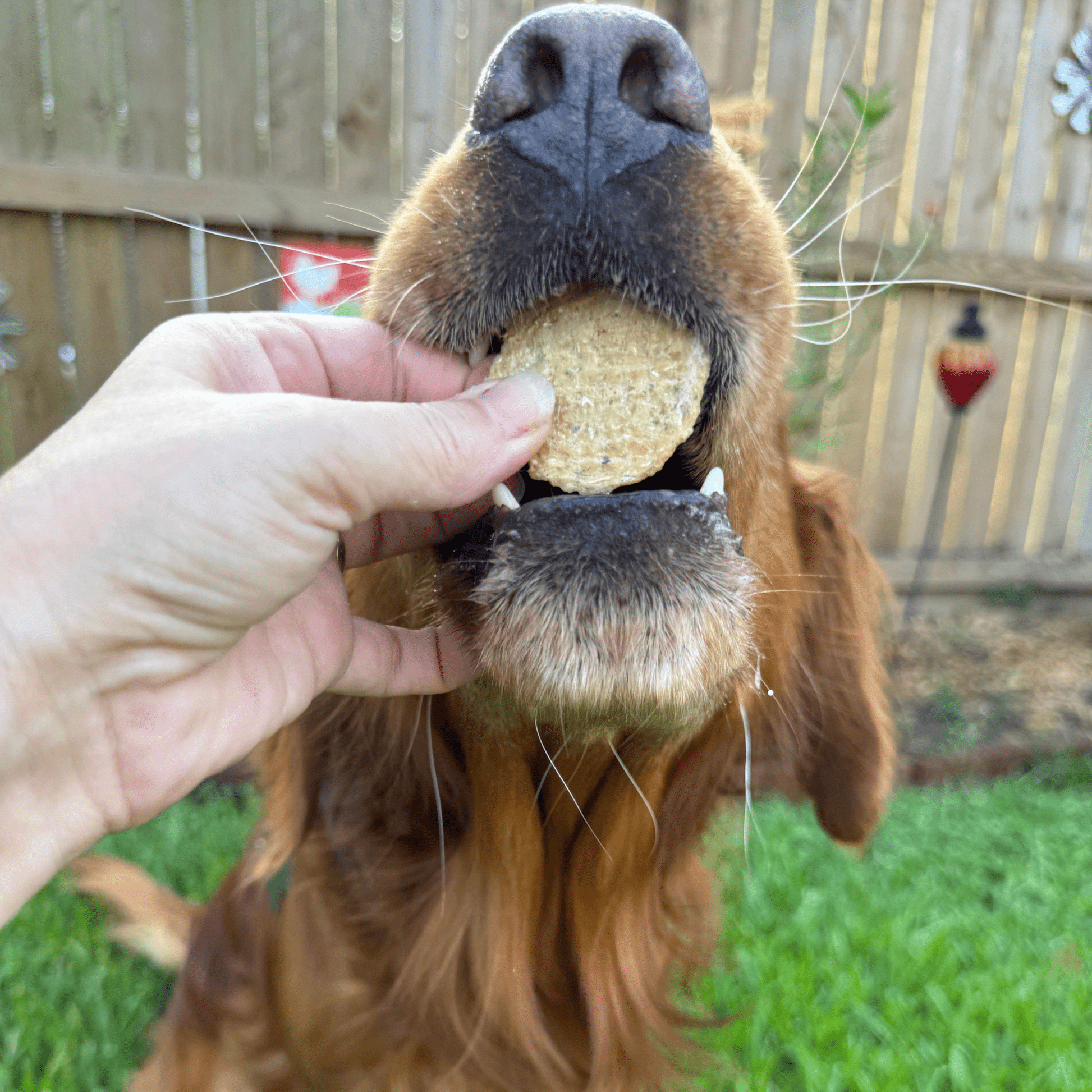 dog treat fish lure DAWGWALKER Ingredients Cod Salmon Nutritional Information These treats are rich in proteins and vitamins and contain Omega MirrOlure Top Dog 4-3/4" Topwater