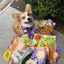 Halloween Dog Treat Snack Pack Bundle