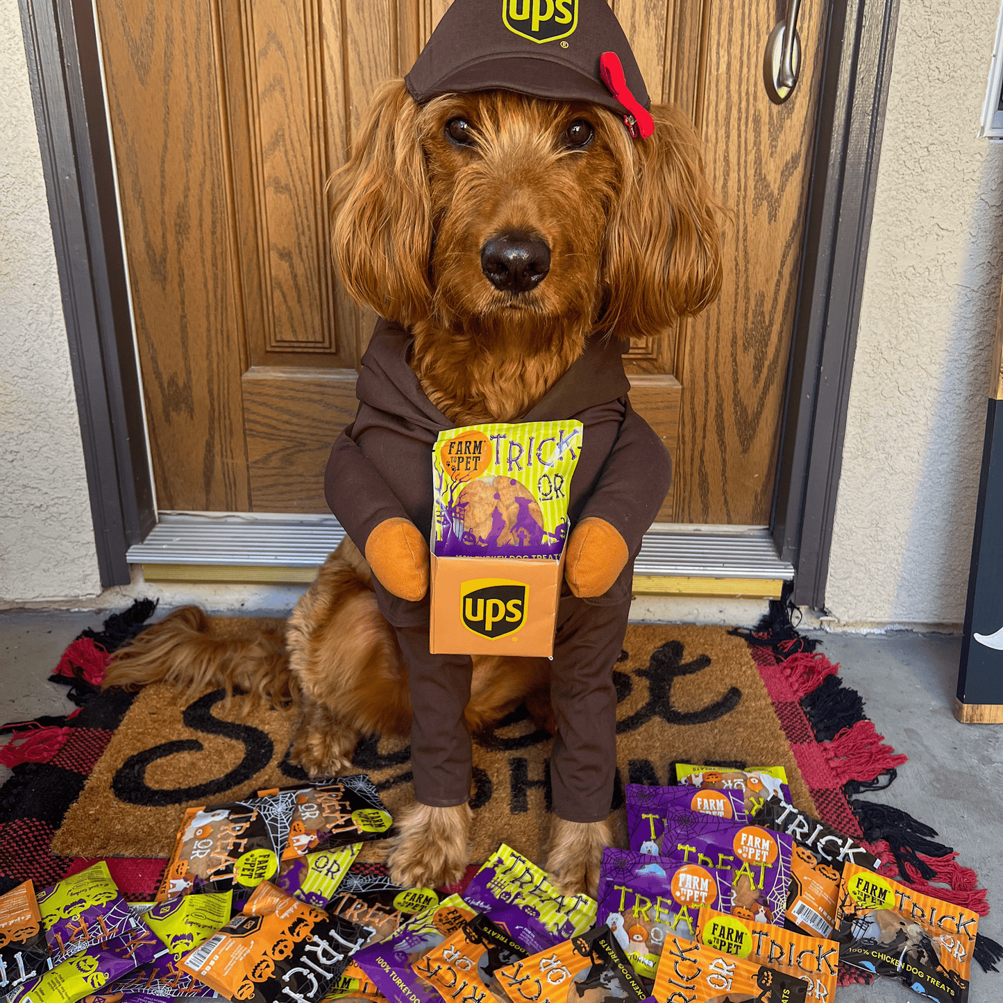Halloween Dog Treat Snack Pack Bundle