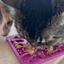 Lick Mats for Cats and Small Dogs