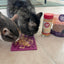 Lick Mats for Cats and Small Dogs