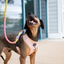 Dog Rope Leash - Fiesta