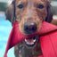 Fire Hose Dog Frisbee