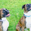 Outdoor Style Nylon Dog Leash