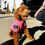 Big Dog Tactical Pull-Over Hoodie