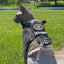 K9R - M1 Lightspeed Harness for Cats