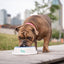 Ice Bowl - Pet Cooling Water Bowl