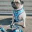 Dog Adjustable Harness - STAR WARS™ The Mandalorian™