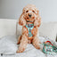 Dog Adjustable Harness - Scooby-Doo™