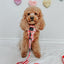 Dog Leash - Picnic Fur Two