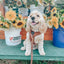 Dog Adjustable Harness - Teddy