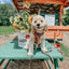 Dog Adjustable Harness - Teddy