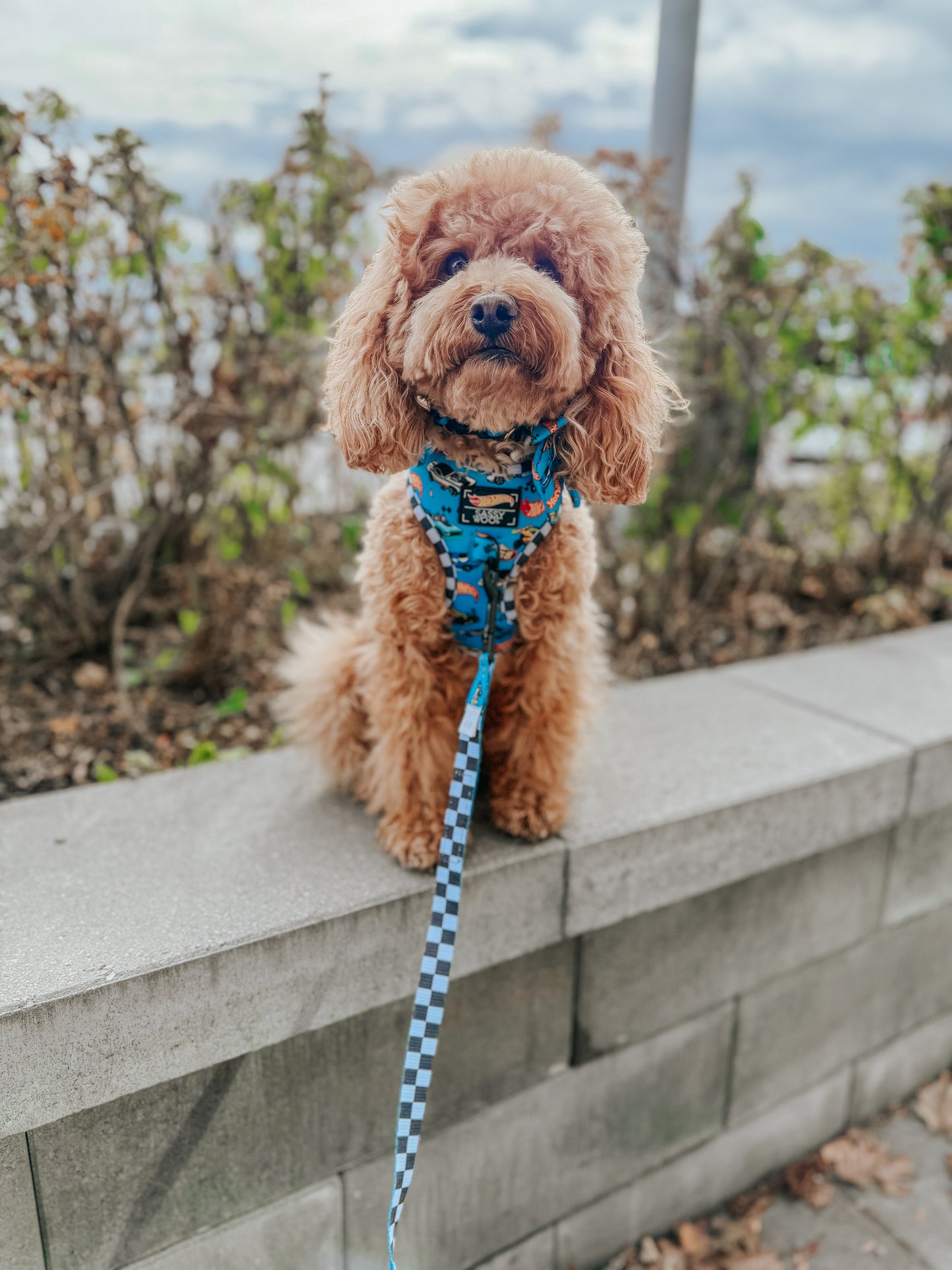 Dog Collar - Hot Wheels™