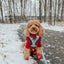 Dog Adjustable Harness - Under the Mistletoe