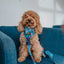 Dog Leash - Hot Wheels™