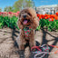 Dog Adjustable Harness - Apple of My Eye